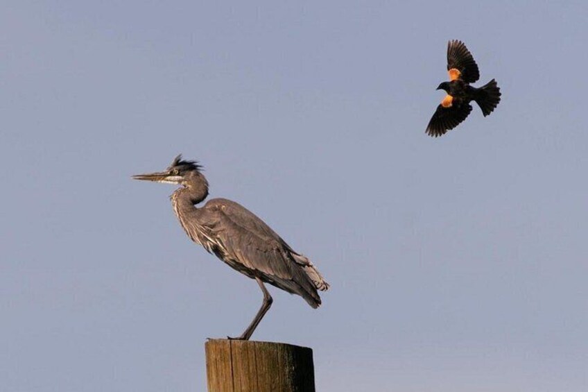 Nature in action 2