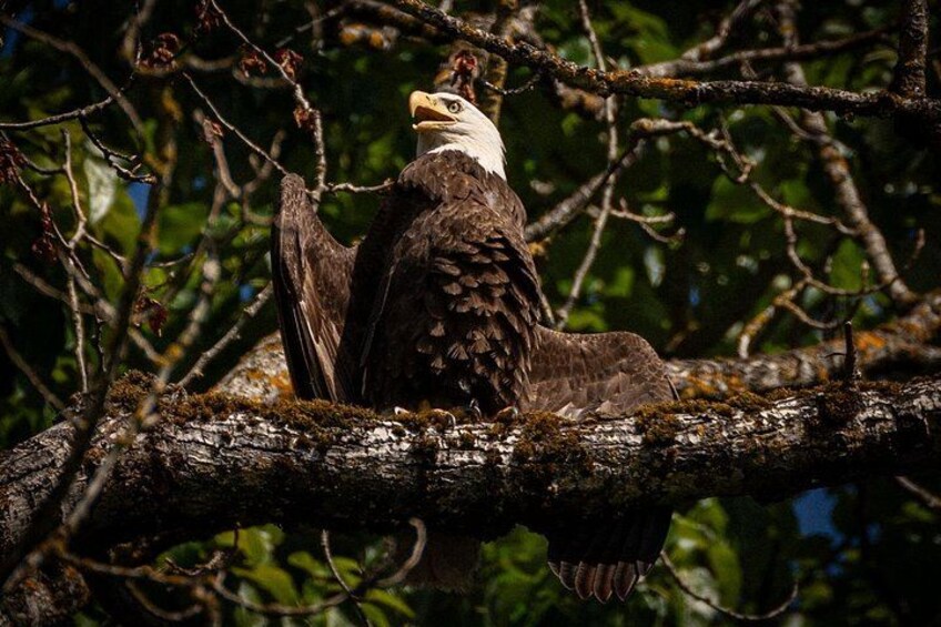 Eagles everywhere! 4