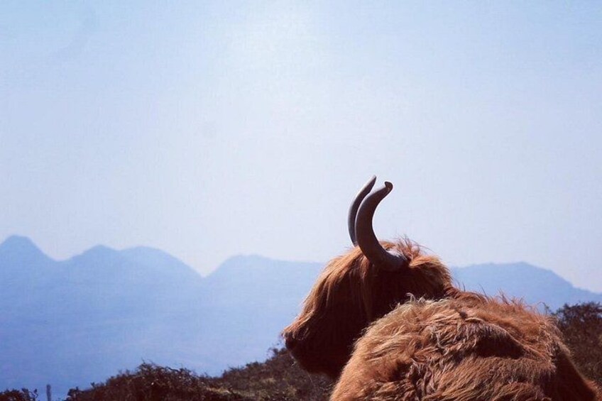 Highland Cow 3