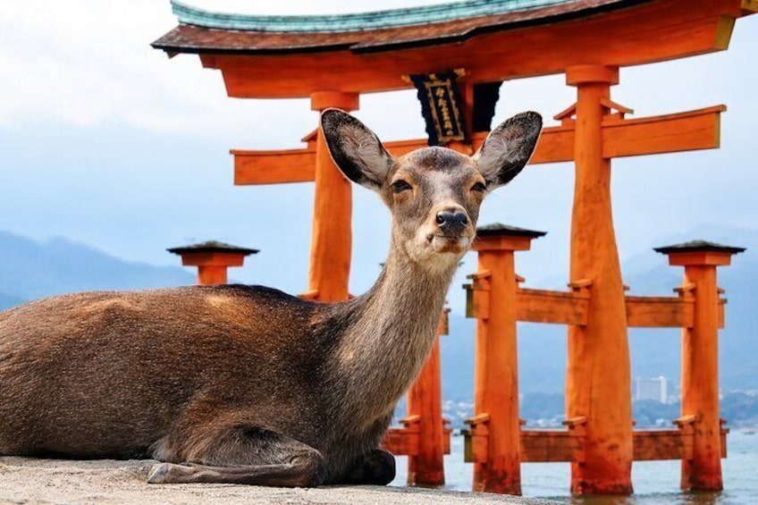 Hiroshima & Miyajima Private Custom Tour with Local Guide 1