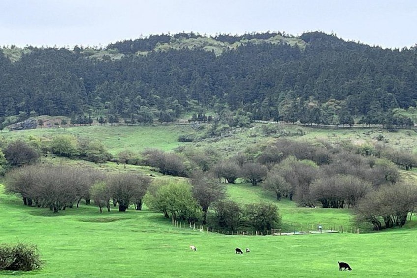 A green field with scattered trees and a forested hill in the background. 4
