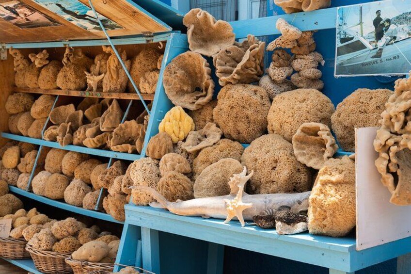 Une exposition présentant diverses espèces de coraux et des spécimens de la faune marine. 4