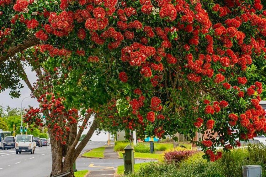 Auckland Essentials Half Day Tour - Devonport & Mt Eden and more 2