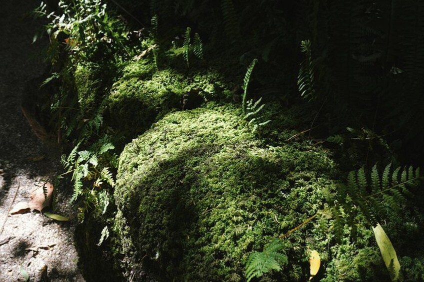 Auckland Essentials Half Day Tour - Devonport & Mt Eden and more 4