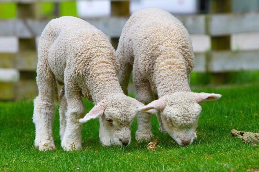 Two lambs grazing on green grass. 2