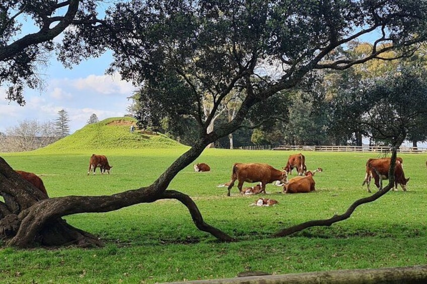 Auckland Essentials Half Day Tour - Devonport & Mt Eden and more 5