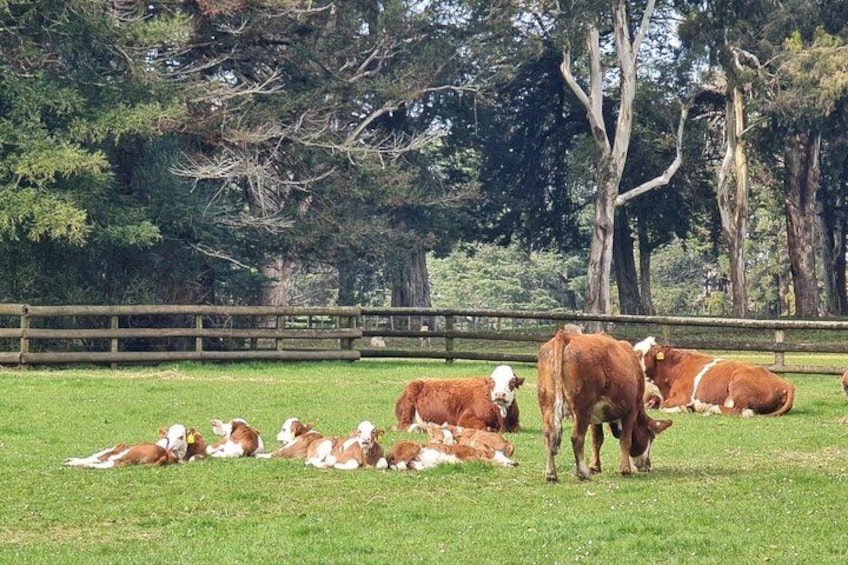 Auckland Essentials Half Day Tour - Devonport & Mt Eden and more 5