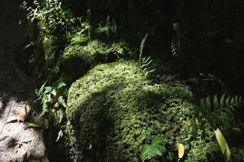 Una roca cubierta de musgo rodeada de helechos y otra vegetación. 5