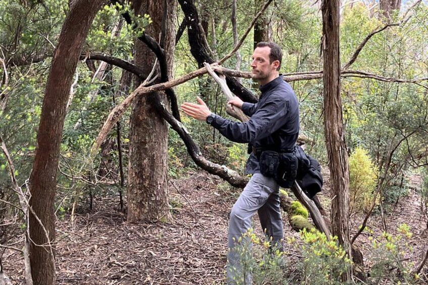 A person in a forested area, holding a branch. 1