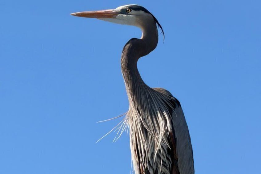 A heron with a long neck and pointed beak against a clear blue sky. 5