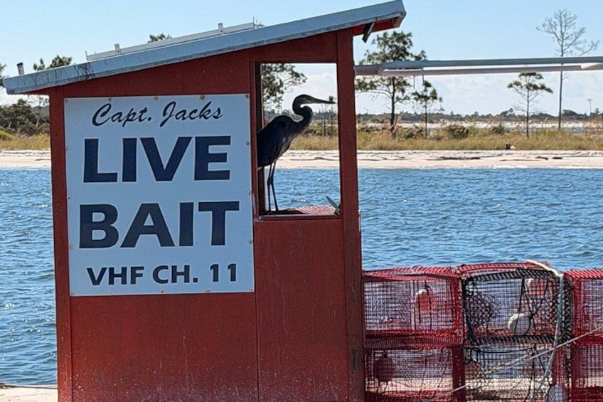Dolphin Sightseeing Tour near Shell Island in Panama City Beach 2