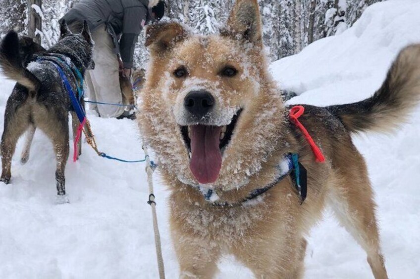 Sled Dog Ride and Scenic Drive from Anchorage 5