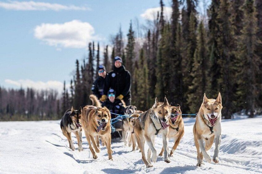 Sled Dog Ride and Scenic Drive from Anchorage 2