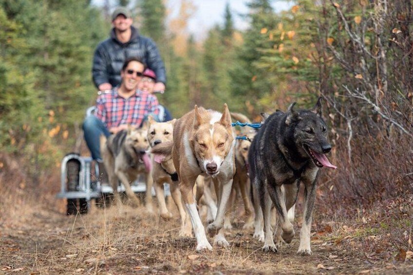 Sled Dog Ride and Scenic Drive from Anchorage 2