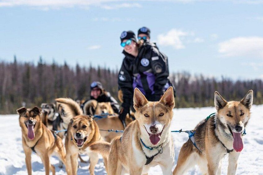 Sled Dog Ride and Scenic Drive from Anchorage 3