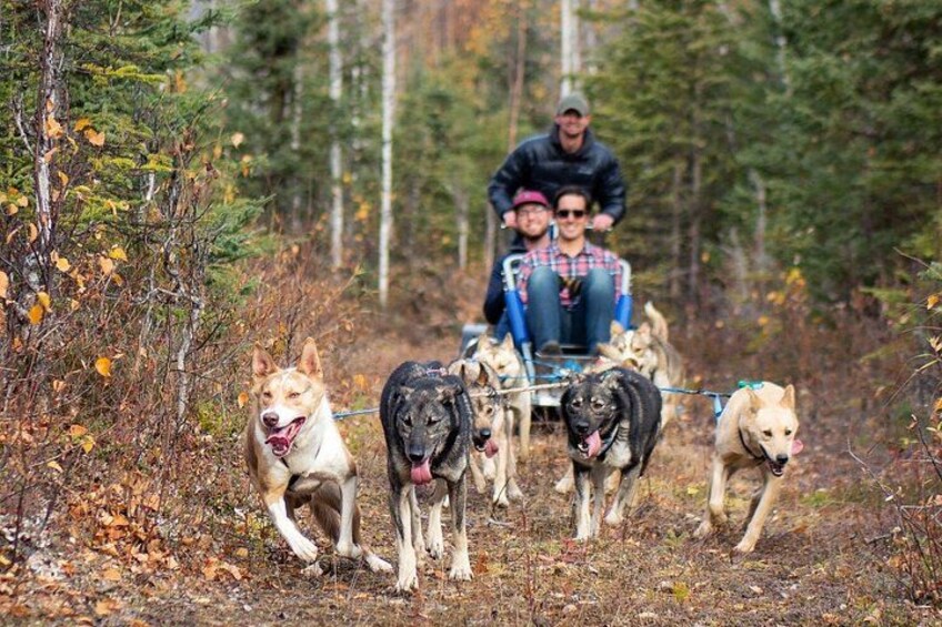Sled Dog Ride and Scenic Drive from Anchorage 3