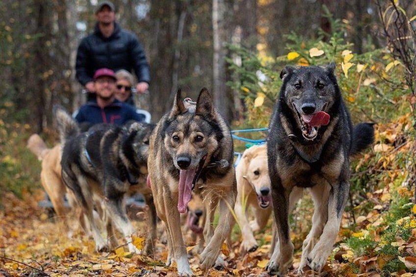 Sled Dog Ride and Scenic Drive from Anchorage 2