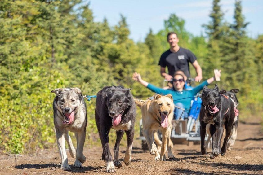 Een persoon glijdt op een sled, voortgetrokken door vier honden, over een zandpad met bomen op de achtergrond. 1