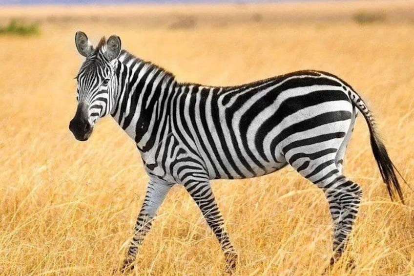 A zebra walking through a field of tall, dry grass. 2