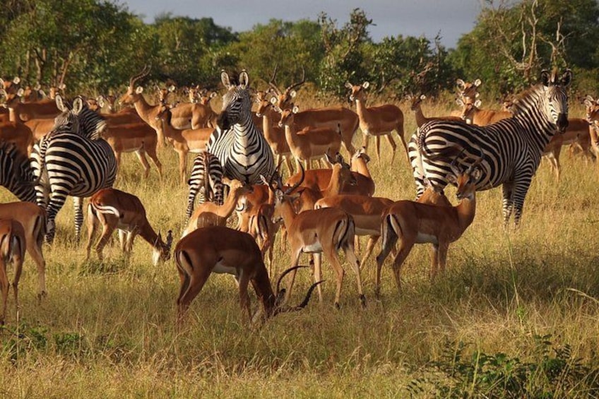 A herd of zebras and antelopes in a grassy field with trees in the background. 3