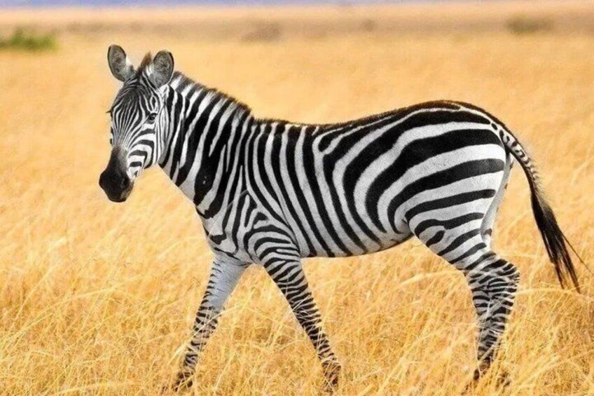 A zebra walking through a field of tall, dry grass. 2