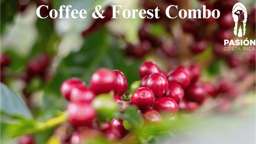 Monteverde: Coffee, Chocolate & Cloud Forest Tour 1