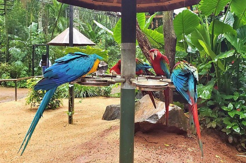 Due pappagalli appollaiati su un trespolo in un giardino ricco di vegetazione. 1