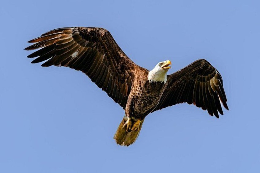 Een roofvogel, de Amerikaanse zeearend, vliegt voor een helderblauwe lucht. 4