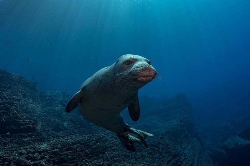 Kauai's Exclusive Morning Scuba Charter for Experienced Divers 1
