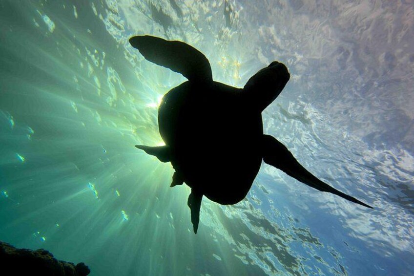 Kauai's Exclusive Morning Scuba Charter for Experienced Divers 5