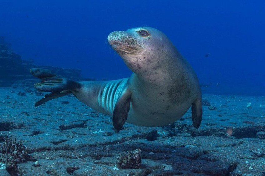 A seal swimming underwater with a rocky seabed and sparse marine life. 1