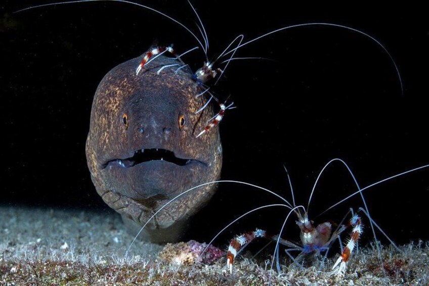 Kauai's Exclusive Morning Scuba Charter for Experienced Divers 2