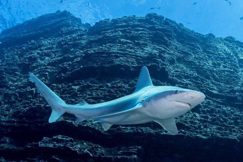 Kauai's Exclusive Morning Scuba Charter for Experienced Divers 2
