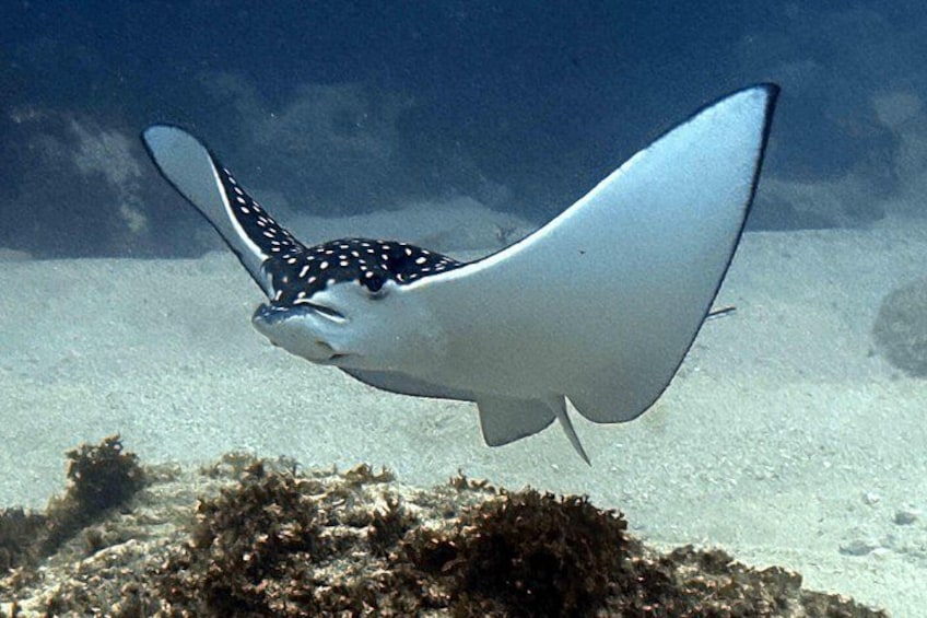 Kauai's Exclusive Morning Scuba Charter for Experienced Divers 4