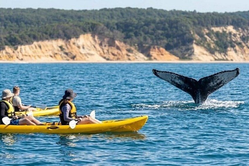 Noosa: Epic Whale Watching On Ocean Kayaks & Beach 4X4 Tour 4