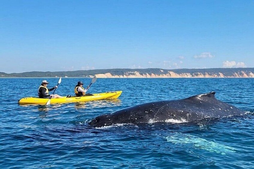 Noosa: Epic Whale Watching On Ocean Kayaks & Beach 4X4 Tour 1