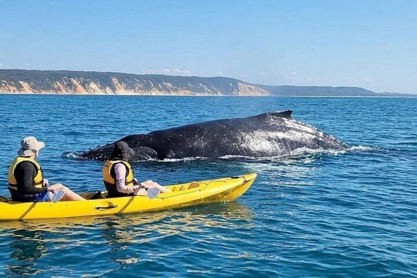 Noosa: Epic Whale Watching On Ocean Kayaks & Beach 4X4 Tour 2