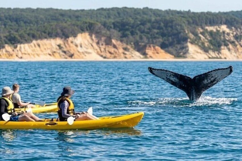 Noosa: Epic Whale Watching On Ocean Kayaks & Beach 4X4 Tour 4