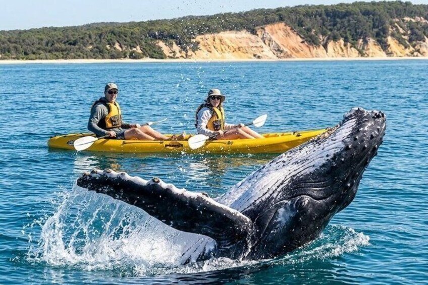 Noosa: Epic Whale Watching On Ocean Kayaks & Beach 4X4 Tour 3