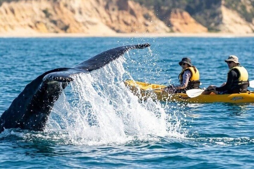 Noosa: Epic Whale Watching On Ocean Kayaks & Beach 4X4 Tour 5