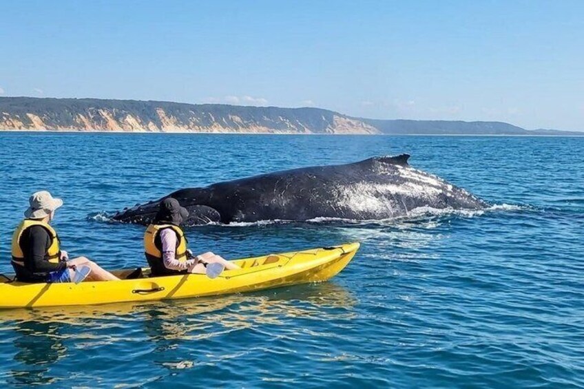 Noosa: Epic Whale Watching On Ocean Kayaks & Beach 4X4 Tour 2