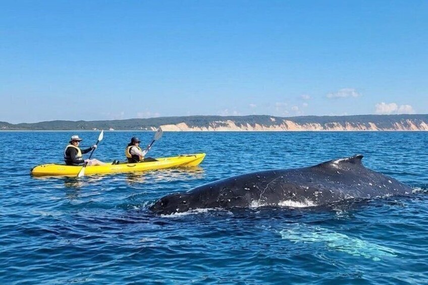 Noosa: Epic Whale Watching On Ocean Kayaks & Beach 4X4 Tour 1