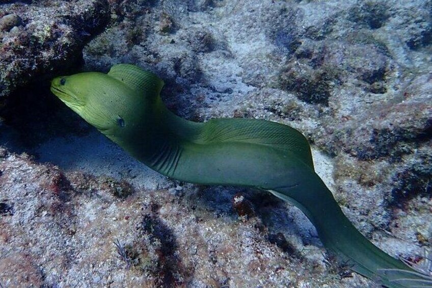 Green Moray Eel 5