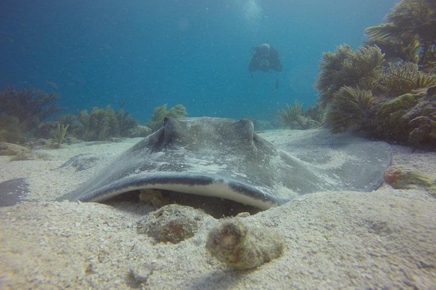 Key Largo Coral Reef Half Day Snorkel Trip 2