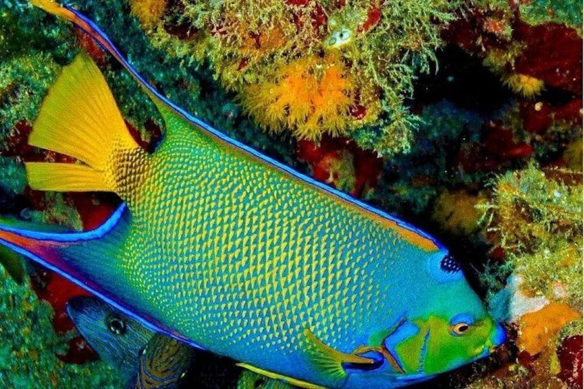 Key Largo Coral Reef Half Day Snorkel Trip 2