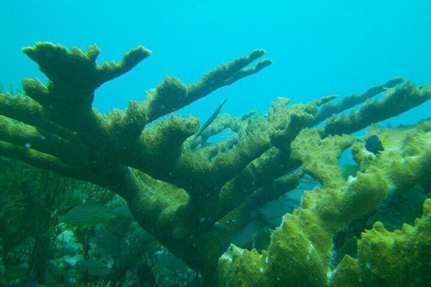 Key Largo Coral Reef Half Day Snorkel Trip 2