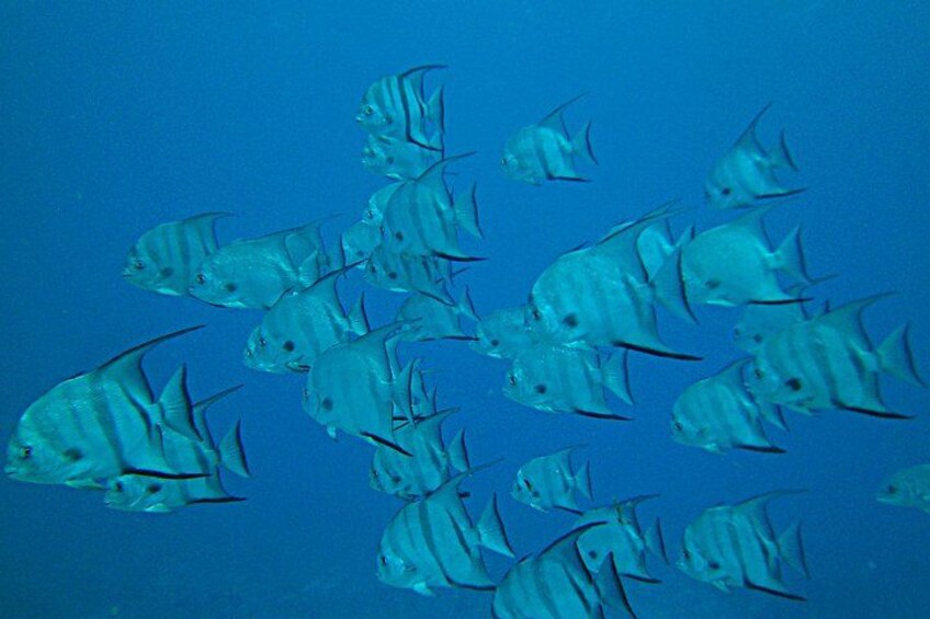 Key Largo Coral Reef Half Day Snorkel Trip 5