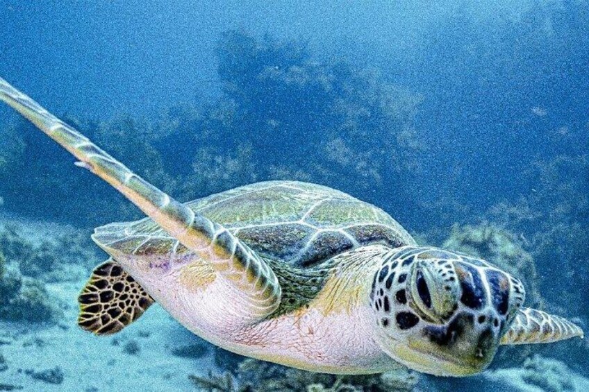 Key Largo Coral Reef Half Day Snorkel Trip 2