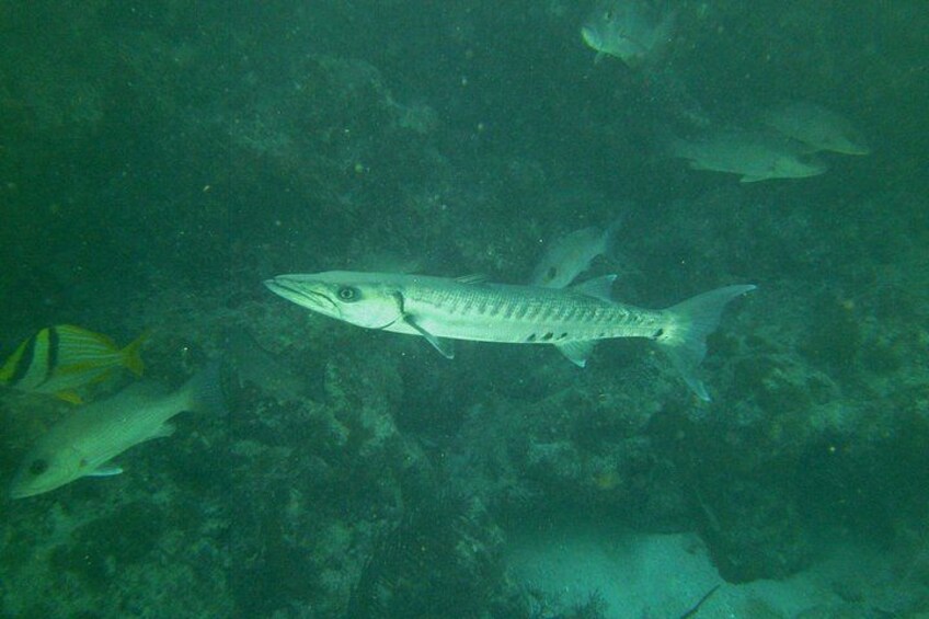 Key Largo Coral Reef Half Day Snorkel Trip 3
