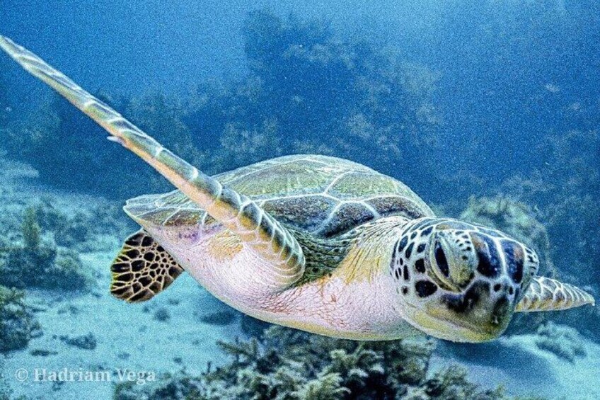 Key Largo Coral Reef Half Day Snorkel Trip 3